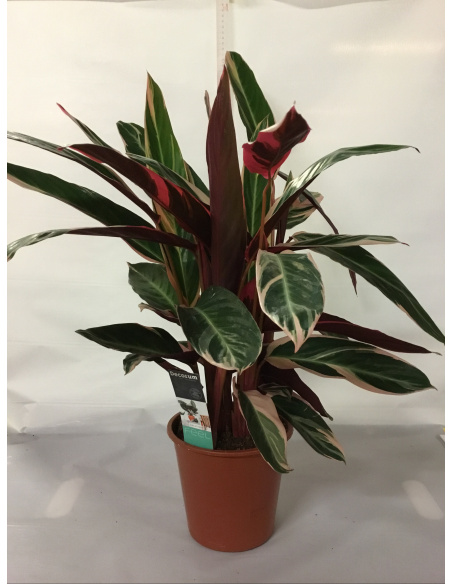 CALATHEA TRIOSTAR V.19