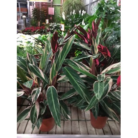 CALATHEA TRIOSTAR V.19 2