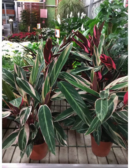 CALATHEA TRIOSTAR V.19