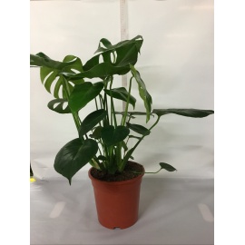 MONSTERA V.21