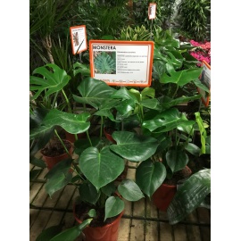 MONSTERA V.21 2