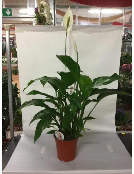 SPATHIPHYLLUM V.21