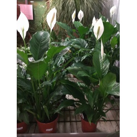 SPATHIPHYLLUM V.21 2
