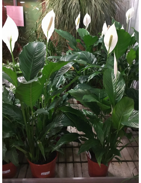 SPATHIPHYLLUM V.21