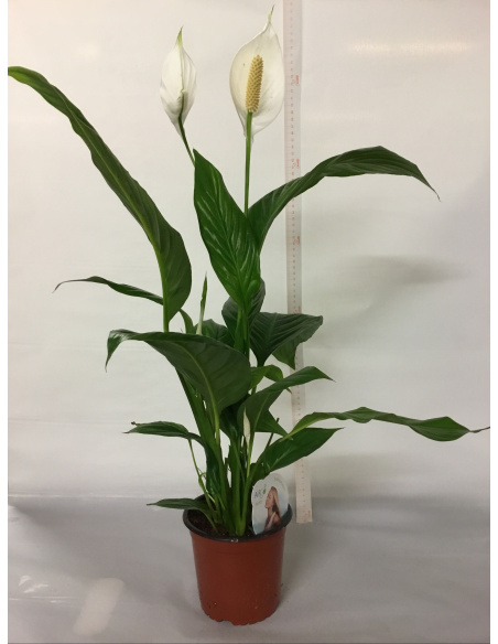 SPATHIPHYLLUM V.14