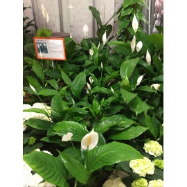 SPATHIPHYLLUM V.14 2