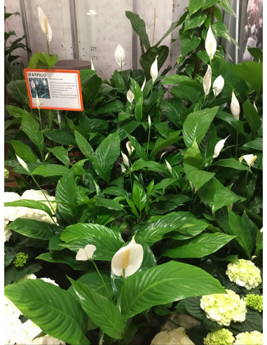 SPATHIPHYLLUM V.14