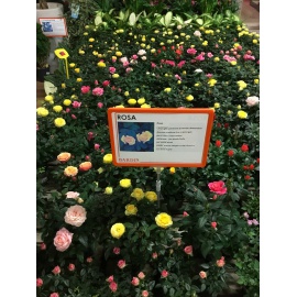 ROSA V.10 2