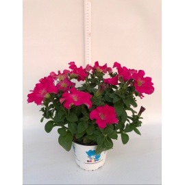 PETUNIA