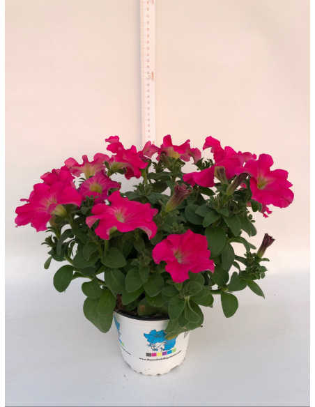PETUNIA