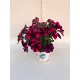 PETUNIA 2