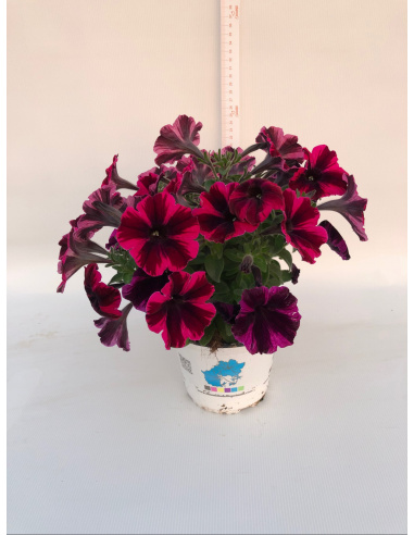 PETUNIA
