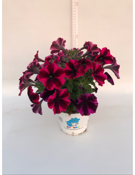 PETUNIA
