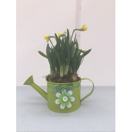 COMPOSIZIONE NARCISI GIALLI CON ANNAFFIATOIO 