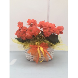 COMPOSIZIONE DUE BEGONIE ARANCIONI CON CESTINO BIANCO
