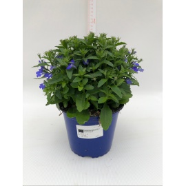 LOBELIA