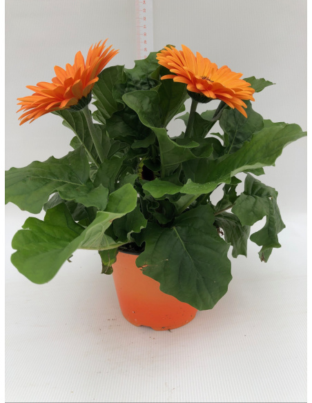 GERBERA
