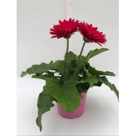 GERBERA 2