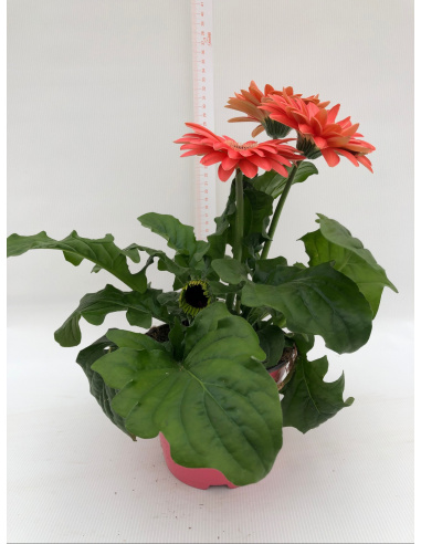 GERBERA