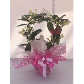 STEPHANOTIS FIORI D’ARANCIO CONFEZIONATO 