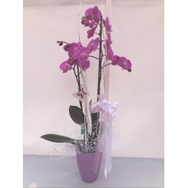 ORCHIDEA PHALAENOPSIS CONFEZIONATO CON CASPO’ IN CERAMICA