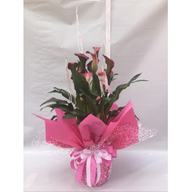 CALLA COLORATA CONFEZIONATA 