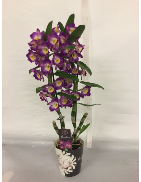 ORCHIDEA DENDROBIUM V.12
