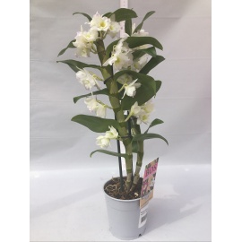 ORCHIDEA DENDROBIUM V.12 2