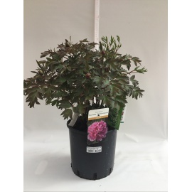 PEONIA SUFFRUTICOSA 2