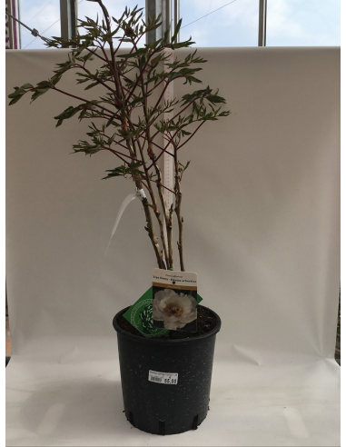 PEONIA SUFFRUTICOSA