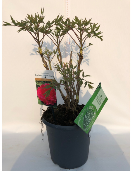 PEONIA SUFFRUTICOSA