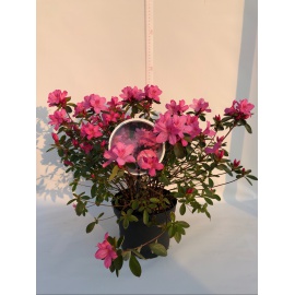 AZALEA JAPONICA 2