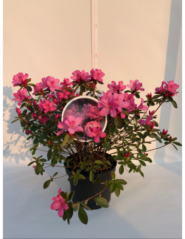 AZALEA JAPONICA