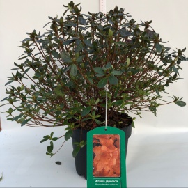 AZALEA JAPONICA