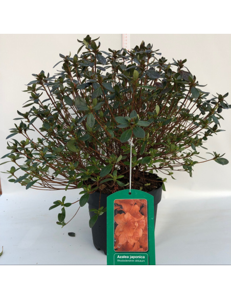 AZALEA JAPONICA