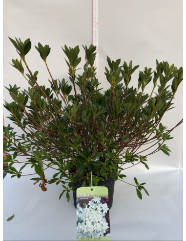 AZALEA JAPONICA