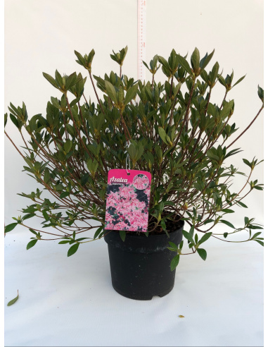 AZALEA JAPONICA
