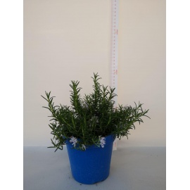 ROSMARINO PROSTRATO