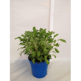 SALVIA A FOGLIA STRETTA 2