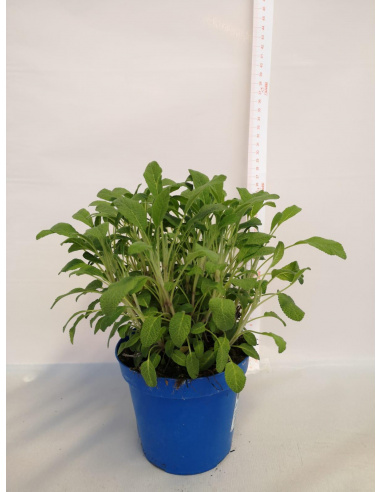 SALVIA A FOGLIA STRETTA