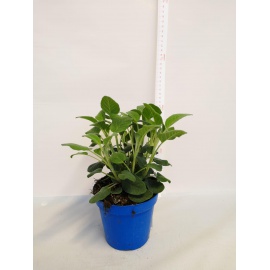 SALVIA A FOGLIA LARGA 2