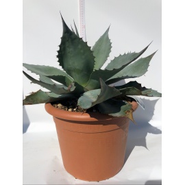 AGAVE AMERICANA