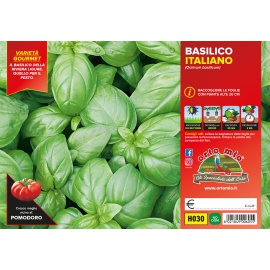 BASILICO ITALIANO CLASSICO VARIETA' GEMMA