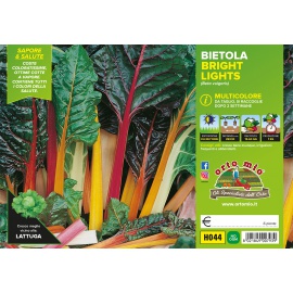 BIETOLA MULTICOLORE VARIETA' BRIGHT LIGHTS