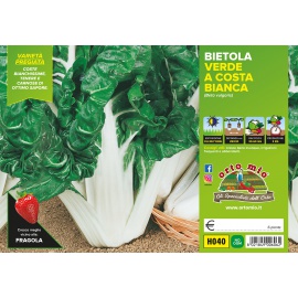 BIETOLA VERDE A COSTA BIANCA VARIETA' LUSIANA 