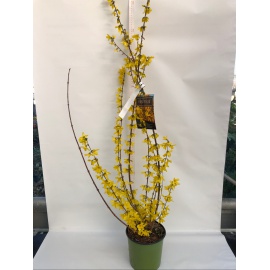 FORSYTHIA
