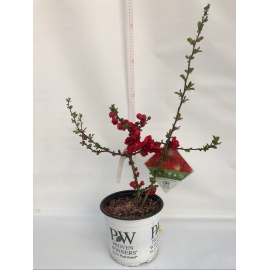 CHAENOMELES O CYDONIA