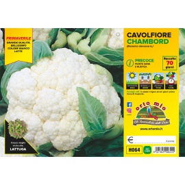 CAVOLFIORE BIANCO PRECOCE VARIETA' CHAMBORD
