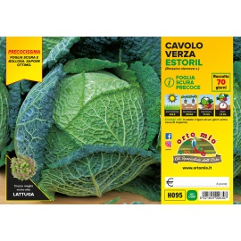CAVOLO VERZA SCURA PRECOCE VARIETA' ESTORIL 
