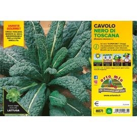 CAVOLO NERO DI TOSCANA VARIETA' YUROK 